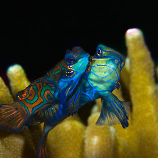 ikan